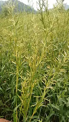 Palmarosa Plant photo , Cymbopogon martinii plant image