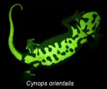 Biofluorescence