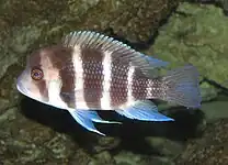 Cyphotilapiini (E): Cyphotilapia frontosa, one of only two similar species in the tribe