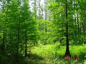 Cypress swamp on BLSF in early summer