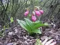 Pink lady slipper