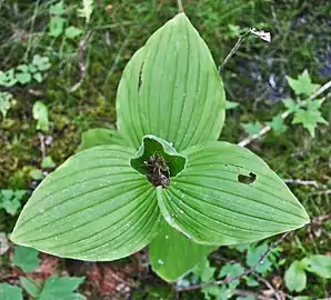 Broad, pubescent leaves