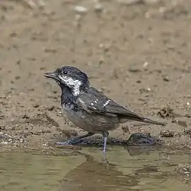 Cyprus coal tit, P. a. cypriotes(note buff underparts)