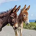 Two Karpas donkeys