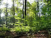 Open beech forest