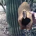 Saguaro boot with saguaro. Boot toe should point down, not up.