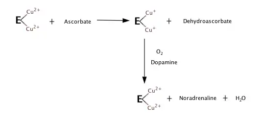In the absence of oxygen, dopamine or other substrates, the enzyme and ascorbate mixture produces reduced enzyme and dehydroascorbate. Exposing the reduced enzyme to oxygen and dopamine results in oxidation of the enzyme and formation of noradrenaline and water, and this step doesn't require ascorbate.