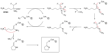 2D chemical structure diagram depicting a lysine residue from the enzyme first reacting with DFMO, elimination of fluoride and carbon dioxide, followed by cysteine attacking the covalent lysine-DFMO adduct freeing the lysine residue to form an irreversible cysteine adduct