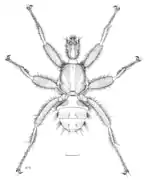 Mystacinobia zelandica illustration by Des Helmore