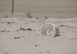 Juvenile using an artificial shelter