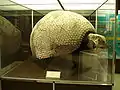 A Glyptodon