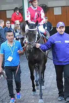 Midnight Bisou at the 2018 Breeders' Cup