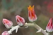 Orange-red flowers with gray and glaucous sepals