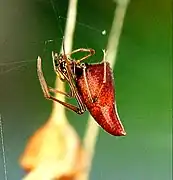 Drop Spider (Neospintharus trigonum)