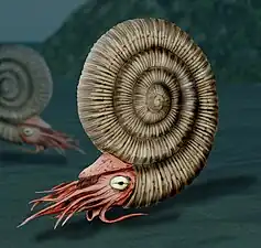 Image 47Reconstruction of an ammonite, a highly successful early cephalopod that first appeared in the Devonian (about 400 mya). They became extinct during the same extinction event that killed the land dinosaurs (about 66 mya). (from Marine invertebrates)