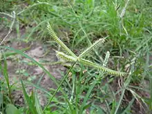 Yerba egipcia(Dactyloctenium aegyptium)