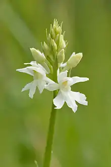 D. fuchsii alba, White-flowered form
