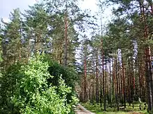 Pines of Dainava forest