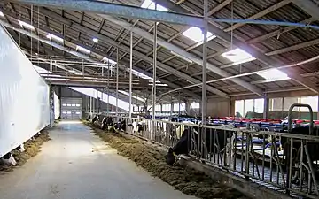 The dairy barn where scientific research is conducted into accumulation of ammonia.