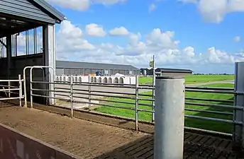 Where cows cross over from one dairy barn to the next to get milked.