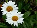 Daisy Marguerite -- Argyranthemum