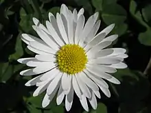 Daisy flower