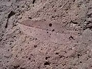 Iron-cemented leaf imprint (Ellis County, Kansas); evidence of boggy sand near deciduous trees