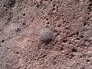 Marine mollusk shell (Ellis County, Kansas); evidence of sandy wave-washed beach