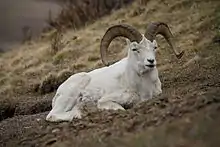 White bovid