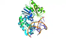 An X-ray crystal structure shows Escherichia coli Dam methylase bound to double stranded DNA and the inhibitor sinefungin.