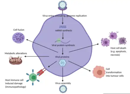 Diagram representing the various ways viral infections can induce damage and disease to host cells