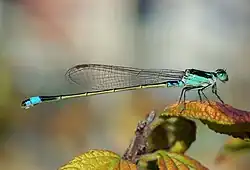 Female with blue thorax (androchrome)