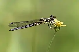 Dancing Jewel (Platycypha caligata) teneral male.jpg