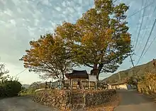 A Zelkova 'Dangsan Namu' in Suhan Village, Suwol-ri, Gurye-gun, Korea