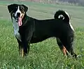 Appenzeller Sennenhund (Appenzeller Mountain Dog)