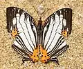 Dark Map-wing (Cyrestis maenalis martini)