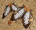 Dark Map-wing (Cyrestis maenalis martini)