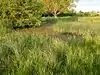 Darsham Marshes