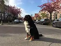 Typical Bernese Mountain Dog