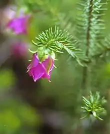 D. leiostyla flower