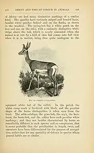 Wallace discusses the purposes of herbivore coloration as danger and recognition signals, with an illustration of Soemmerring's gazelle.
