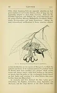 Wallace discusses the coevolution of flowers and pollinators, illustrating it with a bird-pollinated flower.