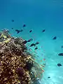 Threespot dascyllus and anthias grouping over coral near Taba, Egypt