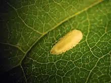 Larva of Dasineura pellex