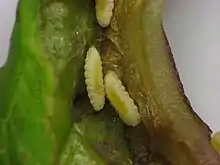 Larvae of Dasineura tumidosae