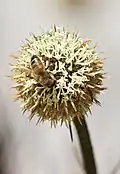 Dasypogon bromeliifolius flowers