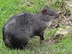 Black agouti