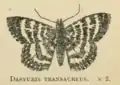 Dasyuris transaureus