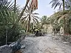 Date palms in the Wadi Tayyibah