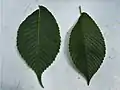 Leaves of Great Fontley elm (left) and Japanese Elm (right) for comparison